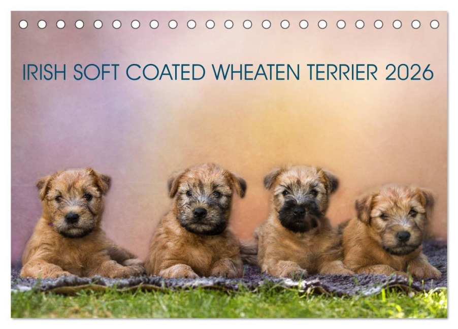 IRISH SOFT COATED WHEATEN TERRIER 2026 (Tischkalender 2026 DIN A5 quer), CALVENDO Monatskalender - Annett Mirsberger Www. Tierpfoto. De