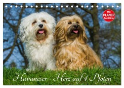 Cover-Bild zum Titel 'Havaneser - Herz auf 4 Pfoten (Tischkalender 2026 DIN A5 quer), CALVENDO Monatskalender' von 'Sigrid Starick'