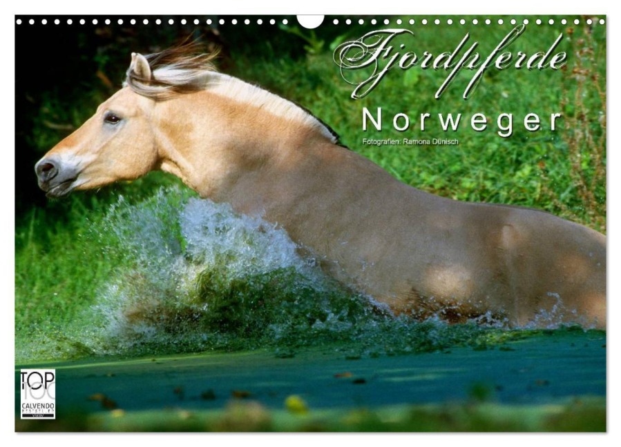 Fjordpferde - Norweger (Wandkalender 2025 DIN A3 quer), CALVENDO Monatskalender - Ramona Dünisch - Www. Ramona-Duenisch. De