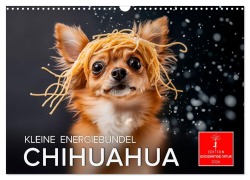 Chihuahua - kleine Energiebündel (Wandkalender 2026 DIN A3 quer), CALVENDO Monatskalender - Peter Roder