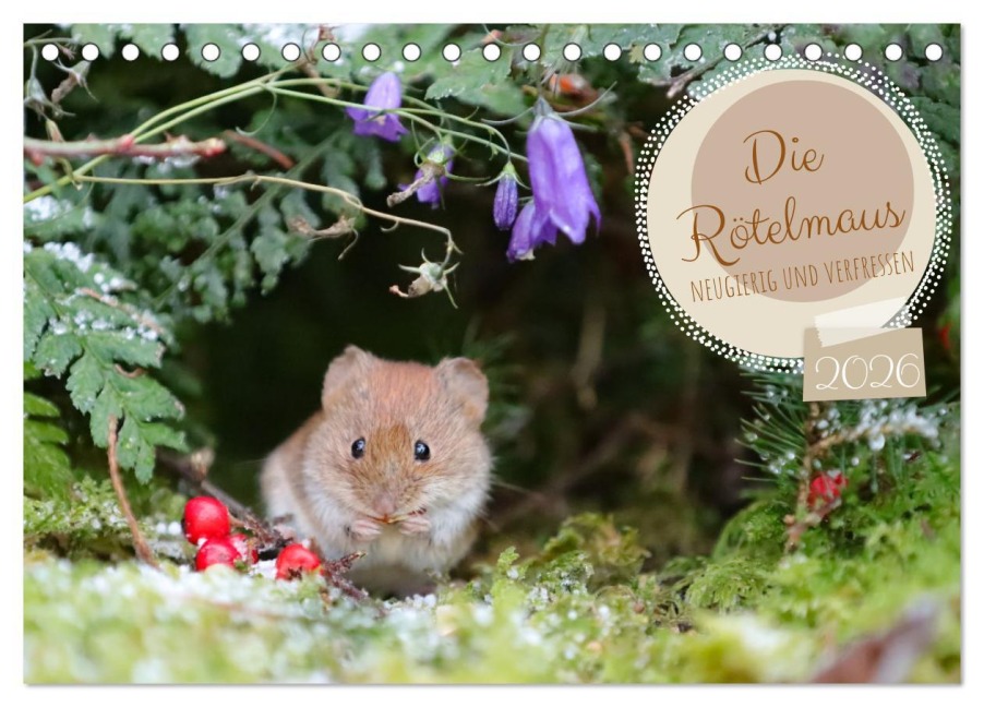 Die Rötelmaus - neugierig und verfressen (Tischkalender 2026 DIN A5 quer), CALVENDO Monatskalender - Angela Merk