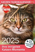 Katzen Tageskalender 2025 - 