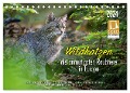 Wildkatzen - die anmutigsten Raubiere in Europa. (Tischkalender 2024 DIN A5 quer), CALVENDO Monatskalender - Ingo Gerlach