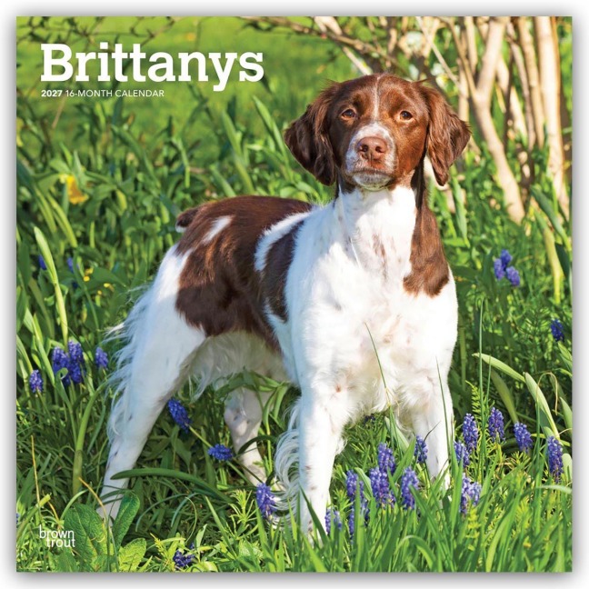 Brittanys - Bretonischer Vorstehhund 2027 - 16-Monatskalender - Browntrout Publishers