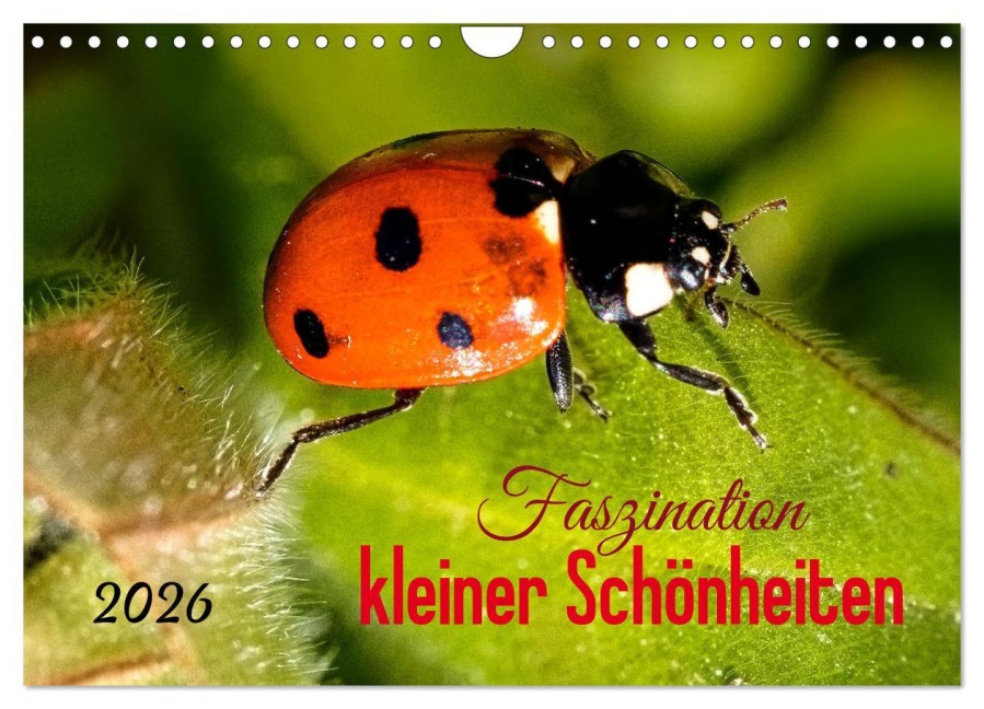 Faszination kleiner Schönheiten (Wandkalender 2026 DIN A4 quer), CALVENDO Monatskalender - Andrea Dreegmeyer