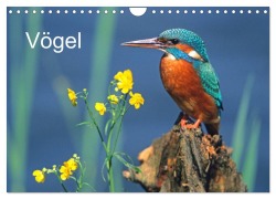 Cover-Bild zum Titel 'Vögel (Wandkalender 2027 DIN A4 quer), CALVENDO Monatskalender' von 'McPHOTO'