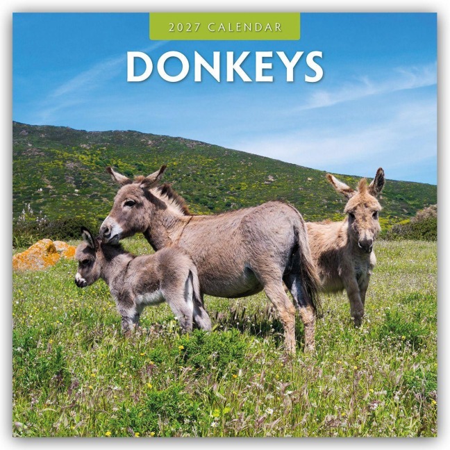 Donkeys - Esel 2027 - 16-Monatskalender - Robin Red