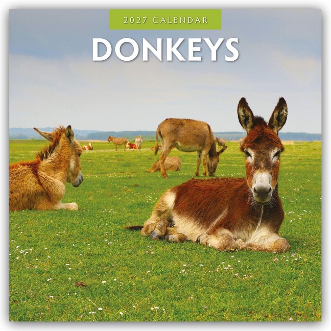 Donkeys - Esel 2027 - 16-Monatskalender - Robin Red