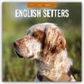 English Setters - Englisch Setter 2025 - 16-Monatskalender - 