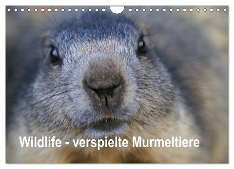 Wildlife - Verspielte Murmeltiere (Wandkalender 2024 DIN A4 quer), CALVENDO Monatskalender - Susan Michel CH