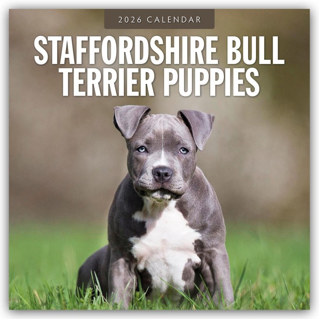 Staffordshire Bull Terrier Puppies - Staffordshire Bullterrier Welpen 2026 - 16-Monatskalender - Robin Red