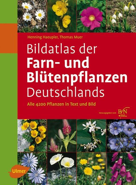 Bildatlas der Farn- und Blütenpflanzen Deutschlands - Henning Haeupler, Thomas Muer