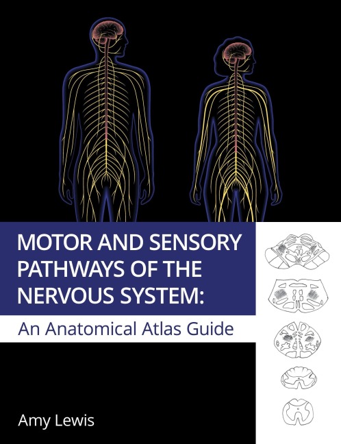 Motor and Sensory Pathways of the Nervous System - Amy Lewis