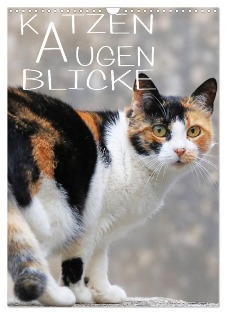 KATZEN AUGEN BLICKE (Wandkalender 2026 DIN A3 hoch), CALVENDO Monatskalender - Reinhard Sock