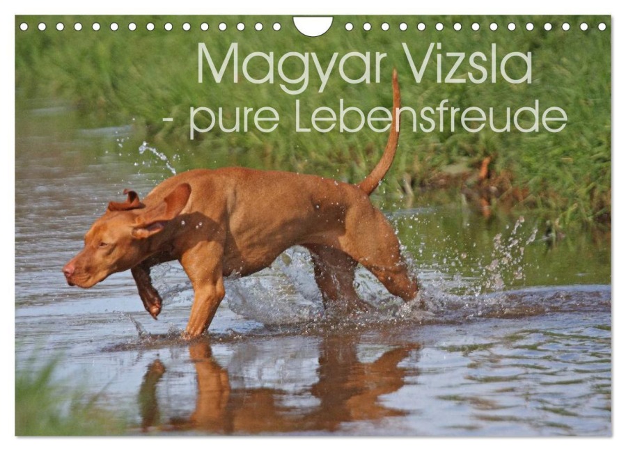 Magyar Vizsla - pure Lebensfreude (Wandkalender 2026 DIN A4 quer), CALVENDO Monatskalender - Barbara Mielewczyk