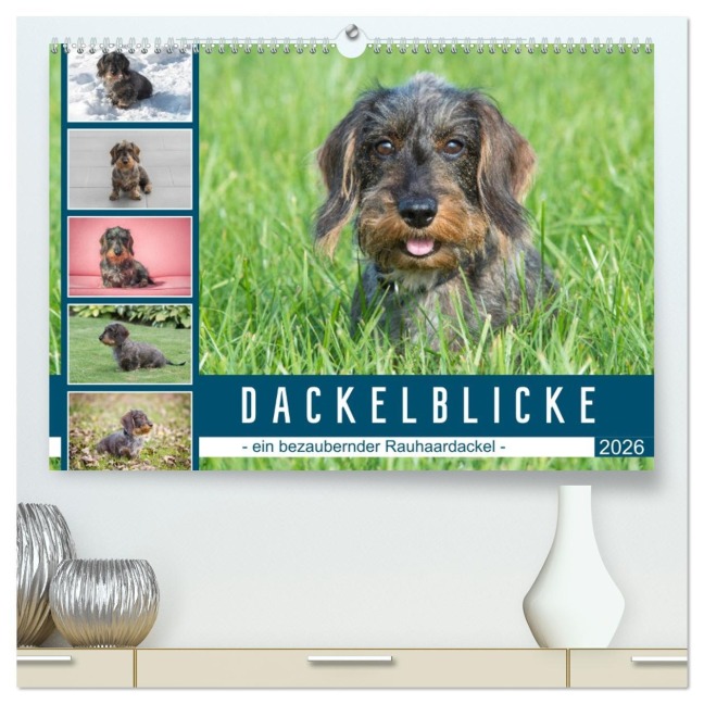 Dackelblicke - ein bezaubernder Rauhaardackel (hochwertiger Premium Wandkalender 2026 DIN A2 quer), Kunstdruck in Hochglanz - Susann Kuhr