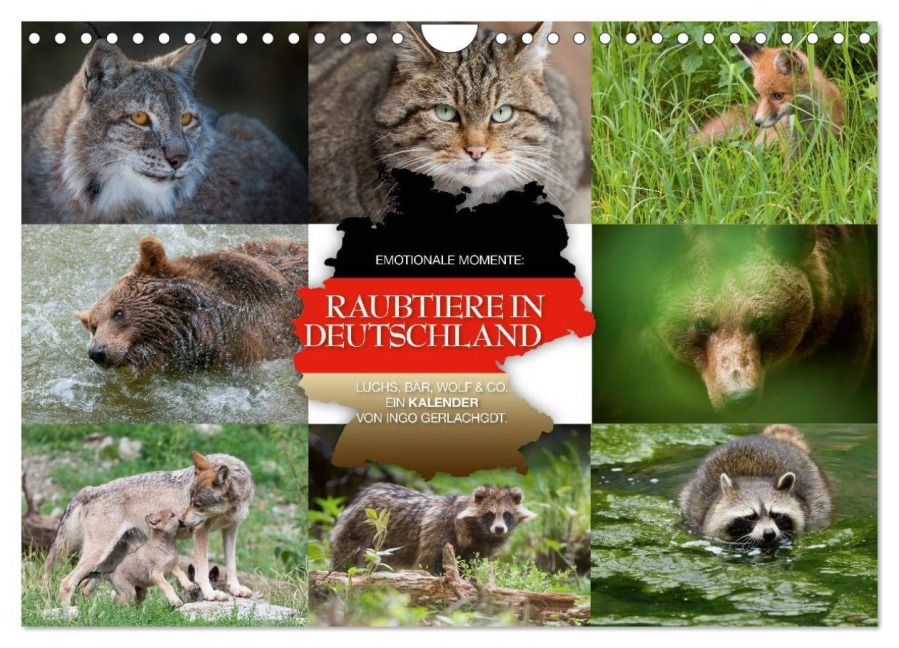 Emotionale Momente: Raubtiere in Deutschland (Wandkalender 2026 DIN A4 quer), CALVENDO Monatskalender - Ingo Gerlach GDT