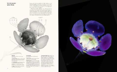InsideView 5
