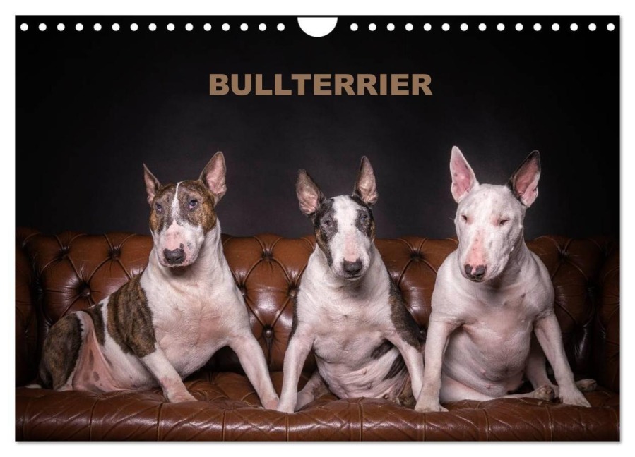 Bullterrier (Wandkalender 2027 DIN A4 quer), CALVENDO Monatskalender - Sven Schubert