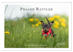 Cover-Bild zum Titel 'Prager Rattler - Black and Tan - Kleine Hunde ganz groß (Wandkalender 2026 DIN A3 quer), CALVENDO Monatskalender' von 'Julo Seelenbilder'