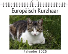 Cover-Bild zum Titel 'Europäisch Kurzhaar' von 'Ella Meyer'