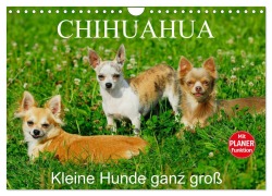 Chihuahua - Kleine Hunde ganz groß (Wandkalender 2026 DIN A4 quer), CALVENDO Monatskalender - Sigrid Starick