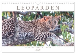 Cover-Bild zum Titel 'Leoparden - Geheimnisvolle Jäger (Wandkalender 2026 DIN A4 quer), CALVENDO Monatskalender' von 'Andreas Lippmann'