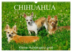 Chihuahua - Kleine Hunde ganz groß (Wandkalender 2026 DIN A3 quer), CALVENDO Monatskalender - Sigrid Starick