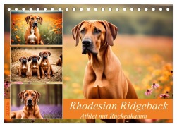 Cover-Bild zum Titel 'Rhodesian Ridgeback - Athlet mit Rückenkamm (Tischkalender 2026 DIN A5 quer), CALVENDO Monatskalender' von 'Claudia Kleemann'