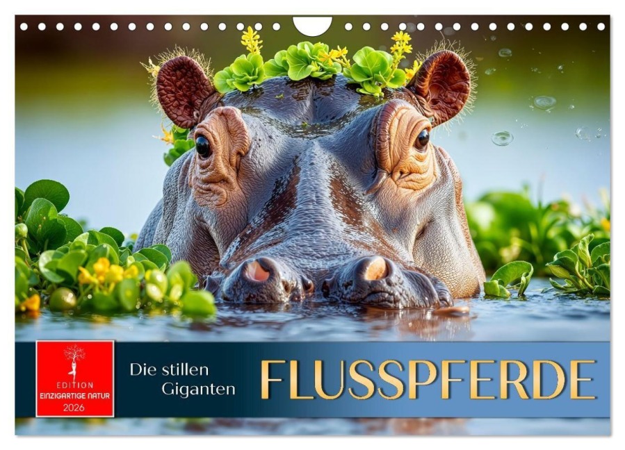 Flusspferde - die stillen Giganten (Wandkalender 2026 DIN A4 quer), CALVENDO Monatskalender - Roder Roder