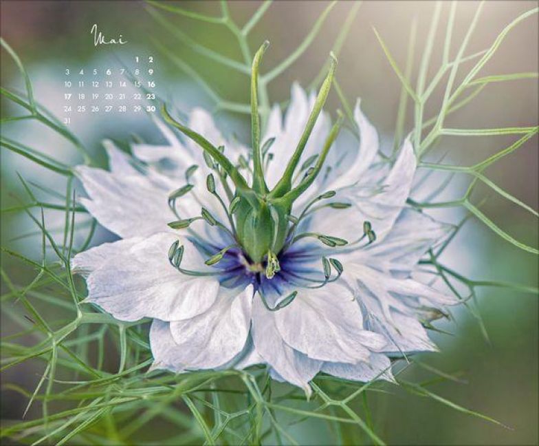 InsideView 5