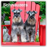 Schnauzers - Schnauzer 2026 - 16-Monatskalender - Browntrout Publishers