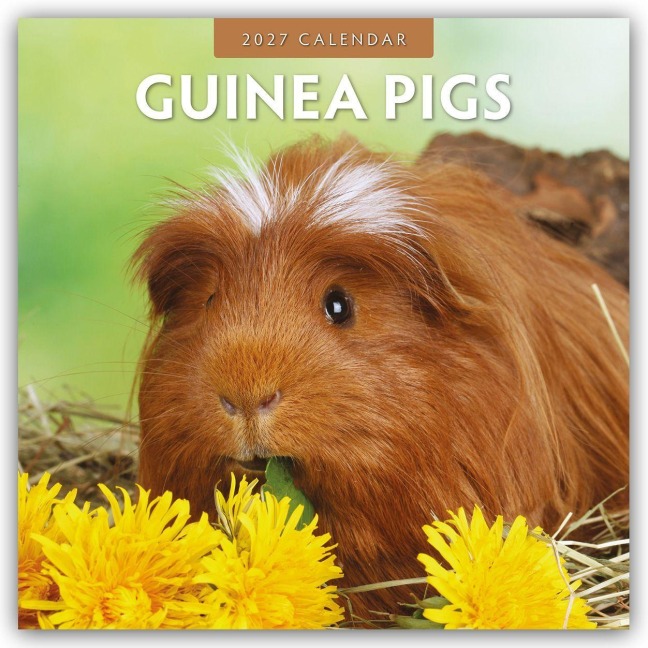 Guinea Pigs - Meerschweinchen 2027 - 16-Monatskalender - Robin Red
