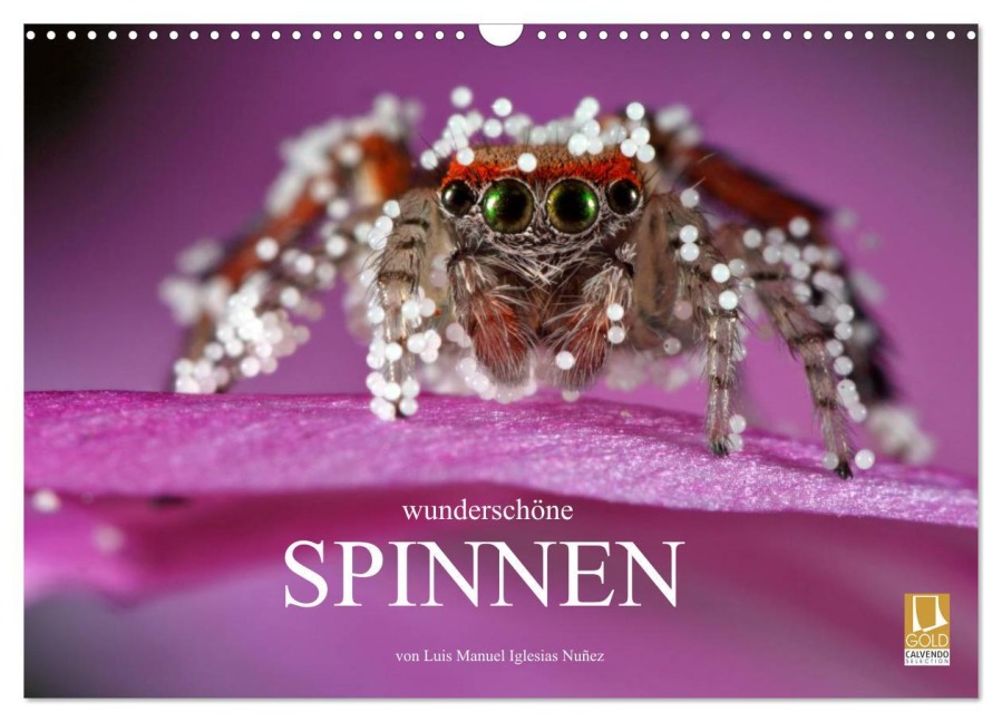 Wunderschöne Spinnen (Wandkalender 2026 DIN A3 quer), CALVENDO Monatskalender - Luis Manuel Iglesias Nuñez