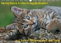 Samtpfoten / Geburtstagskalender (Wandkalender immerwährend DIN A3 quer) - Tina Mauersberger
