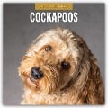 Cockapoos - Cockapoo 2025 - 16-Monatskalender - 