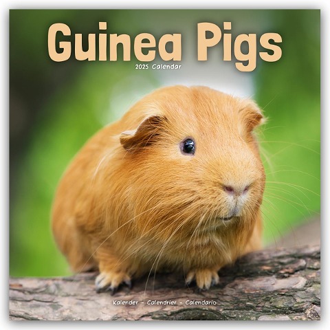 Guinea Pigs - Meerschweinchen 2025 - 16-Monatskalender - Avonside Publishing Ltd