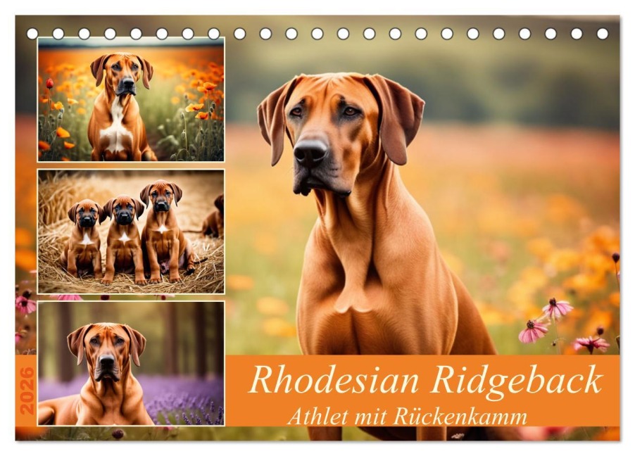 Rhodesian Ridgeback - Athlet mit Rückenkamm (Tischkalender 2026 DIN A5 quer), CALVENDO Monatskalender - Claudia Kleemann