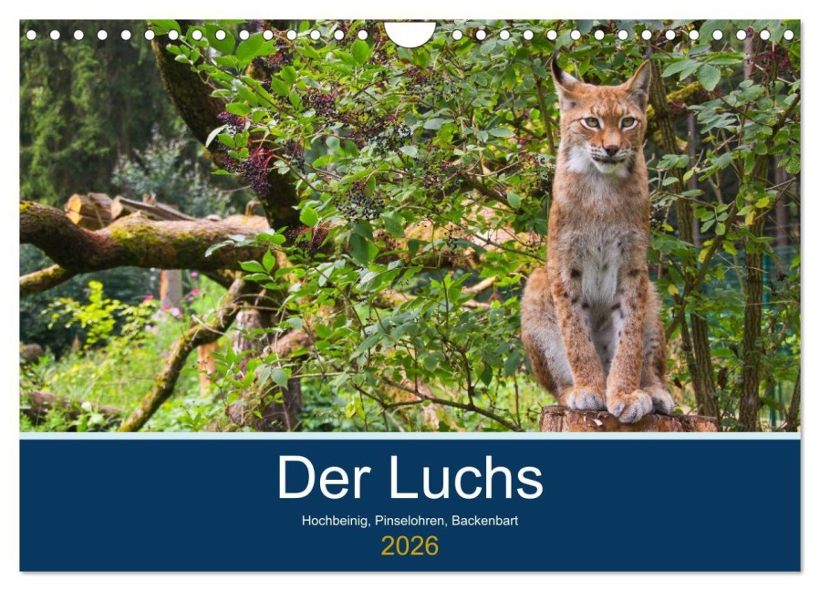Der Luchs - Hochbeinig, Pinselohren, Backenbart (Wandkalender 2026 DIN A4 quer), CALVENDO Monatskalender - Dieter Elstner