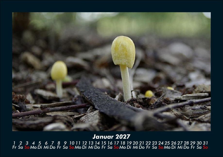InsideView 5