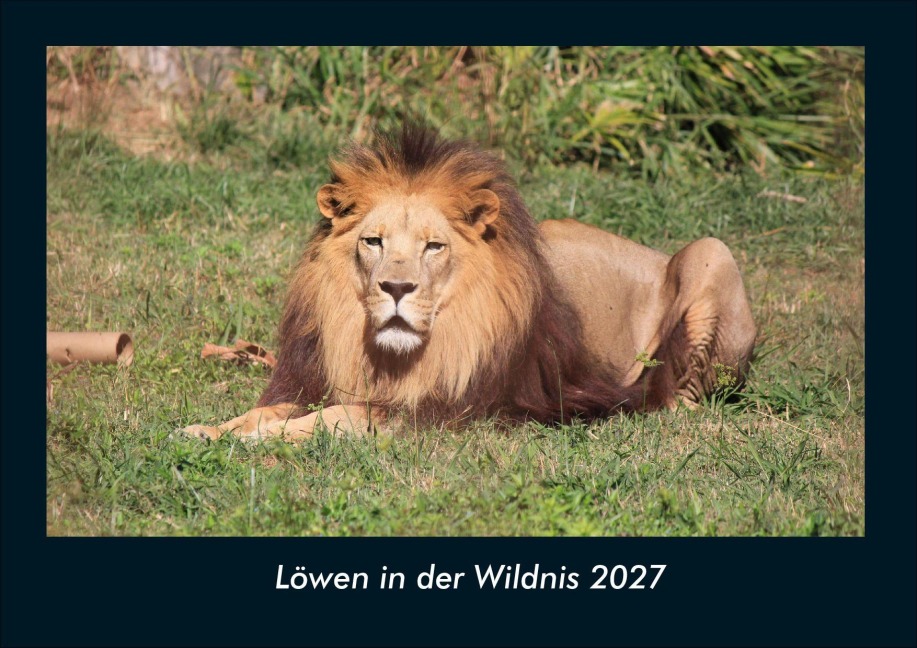 Löwen in der Wildnis 2027 Fotokalender DIN A4 - Tobias Schmitt, Kevin Heber