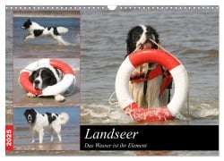 Landseer - Das Wasser ist ihr Element (Wandkalender 2025 DIN A3 quer), CALVENDO Monatskalender - Barbara Mielewczyk Und Brigitte Weil