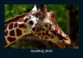 Giraffen 2023 Fotokalender DIN A5 - Tobias Becker