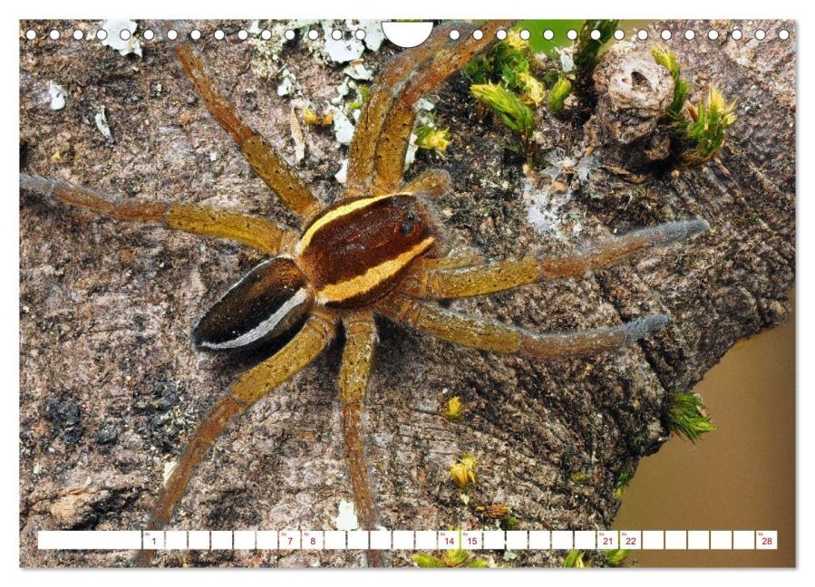 InsideView 7