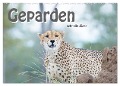 Geparden - schnelle Jäger (Wandkalender 2024 DIN A2 quer), CALVENDO Monatskalender - Robert Styppa