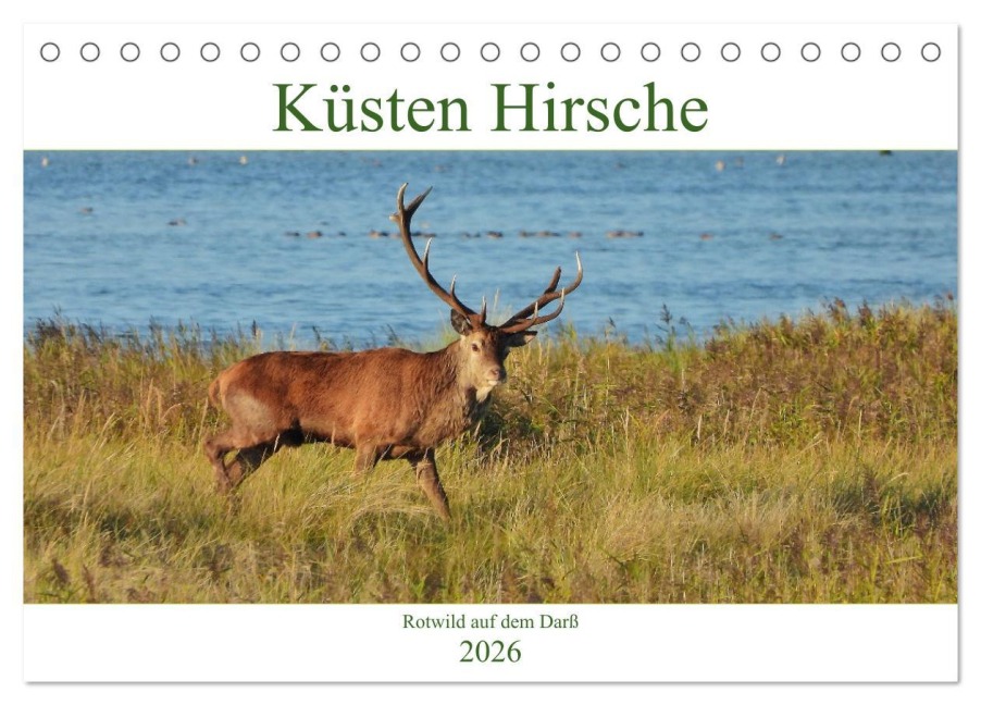 Küsten Hirsche - Rotwild auf dem Darß (Tischkalender 2026 DIN A5 quer), CALVENDO Monatskalender - René Schaack
