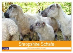 Shropshire Schafe (Wandkalender 2026 DIN A3 quer), CALVENDO Monatskalender - Margarete Brunhilde Kesting