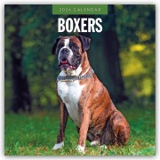 Cover-Bild zum Titel 'Boxers - Deutscher Boxer 2026 - 16-Monatskalender' von 'Robin Red'