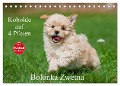 Kobolde auf 4 Pfoten - Bolonka Zwetna (Tischkalender 2025 DIN A5 quer), CALVENDO Monatskalender - Sigrid Starick