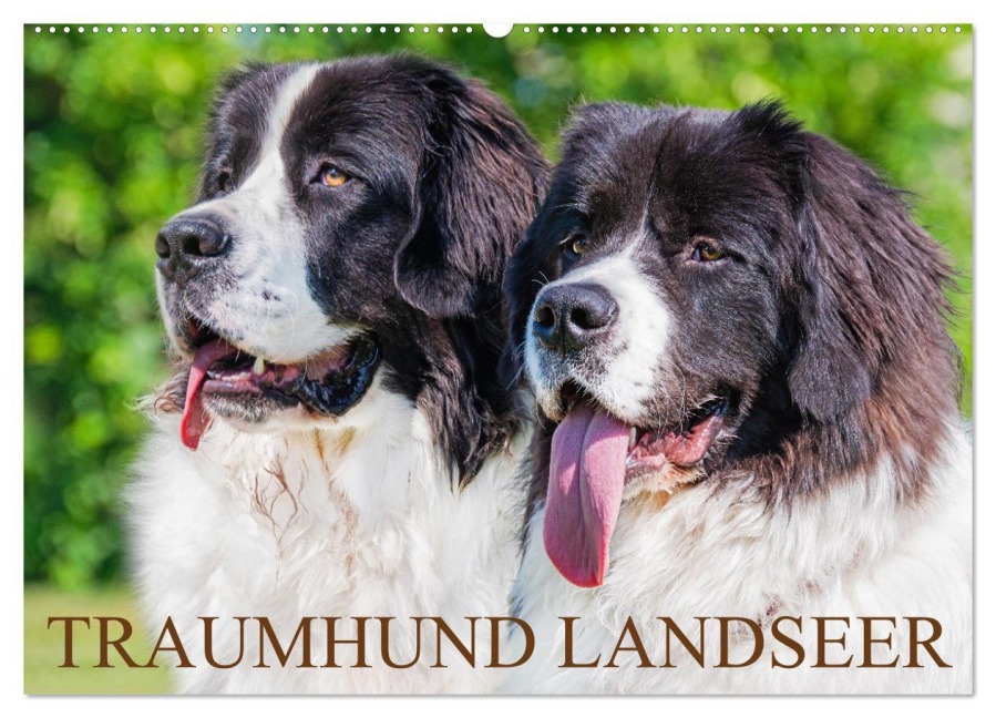 Traumhund Landseer (Wandkalender 2025 DIN A2 quer), CALVENDO Monatskalender - Sigrid Starick